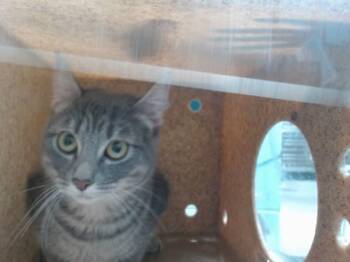 MOMMA -  Domestic Short Hair Cat for Adoption in Albuquerque, New Mexico - MOMMA | PetCurious