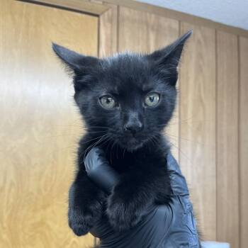 Domestic Short Hair Cats Available for Adoption - Peck The Rooster | PetCurious
