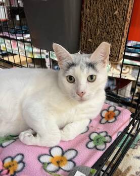 Nova -  Domestic Short Hair Cat for Adoption in Blasdell, New York - Nova | PetCurious