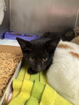Kiki -  Domestic Short Hair Cat for Adoption in Cincinnati, Ohio - Kiki | PetCurious