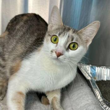 Domestic Short Hair Cats Available for Adoption in Matteson, Illinois - Gucci | PetCurious