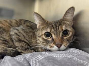 Amelia Bedelia -  Domestic Short Hair Cat for Adoption in Westland, Michigan - Amelia Bedelia | PetCurious