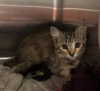 UNKNOWN -  Domestic Short Hair Cat for Adoption in Rancho Cucamonga, California - UNKNOWN | PetCurious