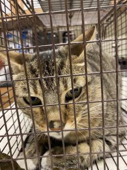 Domestic Short Hair Cats Available for Adoption in Modesto, California - A609880 | PetCurious