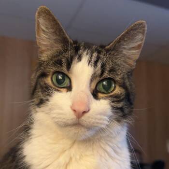 Leo -  Domestic Short Hair Cat for Adoption in Rochester, Minnesota - Leo | PetCurious