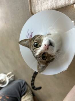 Rescue Domestic Short Hair Cats for Adoption in Leander, Texas - Momo | PetCurious