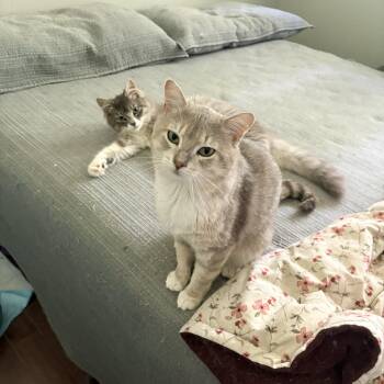 Kingston -  Domestic Short Hair Cat for Adoption in Fredericton, New Brunswick - Kingston | PetCurious