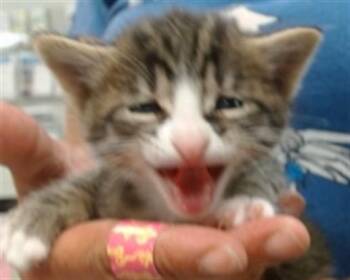 A474272 -  Domestic Short Hair Cat for Adoption in Oklahoma City, Oklahoma - A474272 | PetCurious