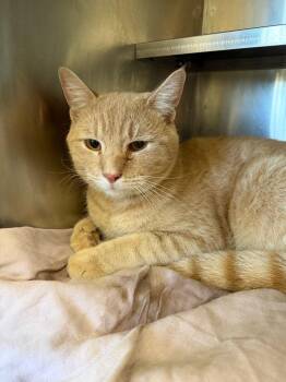 Waffle -  Domestic Short Hair Cat for Adoption in Pomona, New York - Waffle | PetCurious