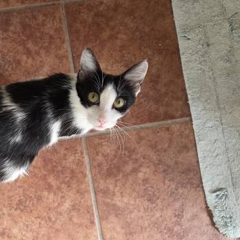 Rescue Domestic Short Hair Cats for Adoption in Schertz, Texas - Pepper | PetCurious