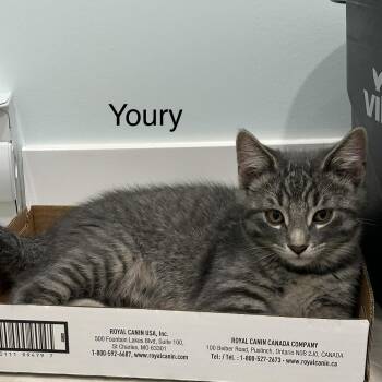 Youri (FA/FF) -  Domestic Short Hair Cat for Adoption in Sainte-angèle-de-monnoir, Quebec - Youri (FA/FF) | PetCurious