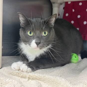 Hipster -  Domestic Short Hair Cat for Adoption in Newark, New Jersey - Hipster | PetCurious