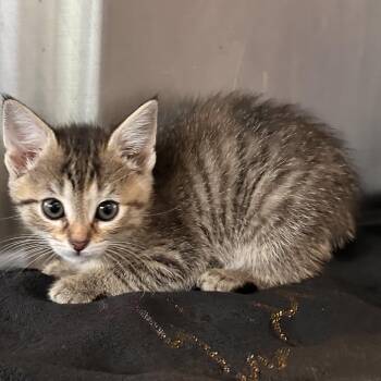 Snookie -  Domestic Short Hair Cat for Adoption in Rocky Mount, Virginia - Snookie | PetCurious