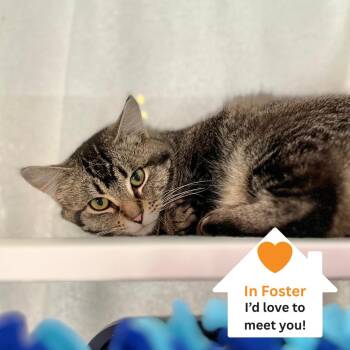 Sparrow -  Domestic Short Hair Cat for Adoption in Salt Lake City, Utah - Sparrow | PetCurious