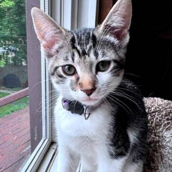April -  Domestic Short Hair Cat for Adoption in Green Bay, Wisconsin - April | PetCurious