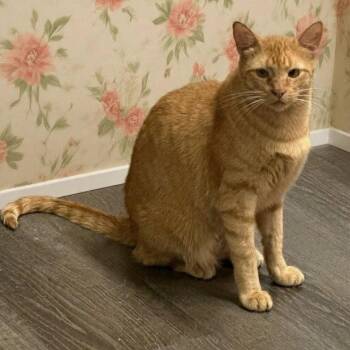 Peaches -  Domestic Short Hair Cat for Adoption in Evergreen, Colorado - Peaches | PetCurious