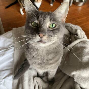 Rescue Domestic Short Hair Cats for Adoption in Buffalo, New York - Kaya | PetCurious