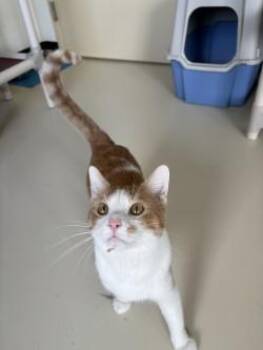 Domestic Short Hair Cats Available for Adoption in Black River Falls, Wisconsin - Leo | PetCurious