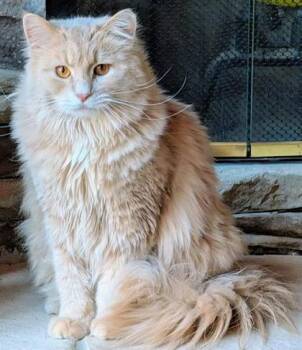 Domestic Medium Hair and Domestic Short Hair Cats Available for Adoption - Buff Boy | PetCurious
