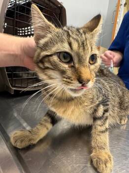 Missouri -  Domestic Short Hair Cat for Adoption in Bloomington, Indiana - Missouri | PetCurious