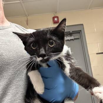 September -  Domestic Short Hair Cat for Adoption in Concord, North Carolina - September | PetCurious