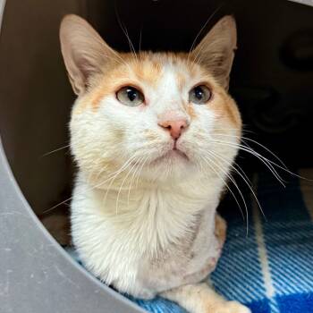 Rescue Domestic Short Hair Cats for Adoption in Lakeland, Florida - Rizz | PetCurious