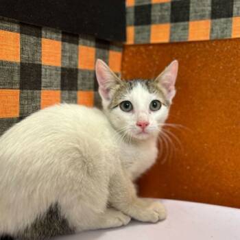 Rescue Domestic Short Hair Cats for Adoption in Bryan, Texas - Diesel | PetCurious