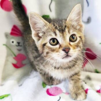 Chelan -  Domestic Short Hair Cat for Adoption in Mt. Juliet, Tennessee - Chelan | PetCurious