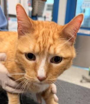 Stripe -  Domestic Short Hair Cat for Adoption in Golden, Colorado - Stripe | PetCurious