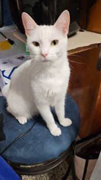 Rescue Domestic Short Hair Cats for Adoption - Stella | PetCurious