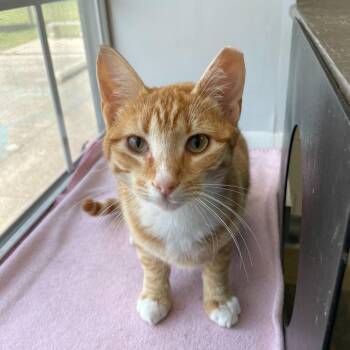 Domestic Short Hair Cats Available for Adoption - Stranger Danger | PetCurious