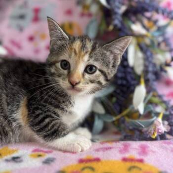 Jolene -  Domestic Short Hair Cat for Adoption in Toms River, New Jersey - Jolene | PetCurious
