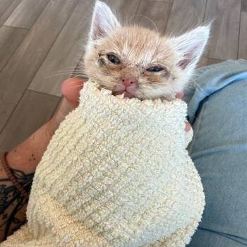 Theodore -  Domestic Short Hair Cat for Adoption in Huntsville, Alabama - Theodore | PetCurious