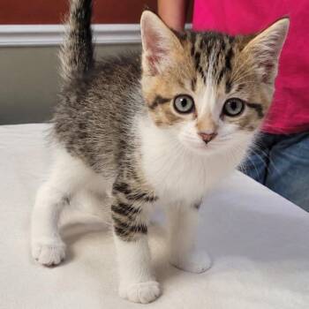 Crowley -  Domestic Short Hair Cat for Adoption in Mount Vernon, Indiana - Crowley | PetCurious