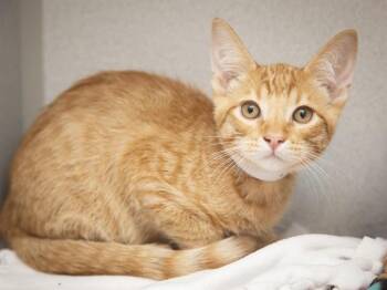 MOUSE -  Domestic Short Hair Cat for Adoption in Phoenix, Arizona - MOUSE | PetCurious