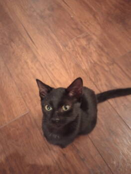 Rescue American Shorthair Cats for Adoption in Horn Lake, Mississippi - Julie | PetCurious