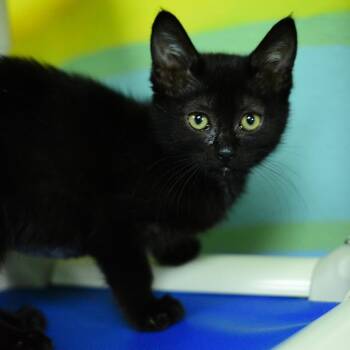 Hocus -  Domestic Short Hair Cat for Adoption in Idaho Falls, Idaho - Hocus | PetCurious