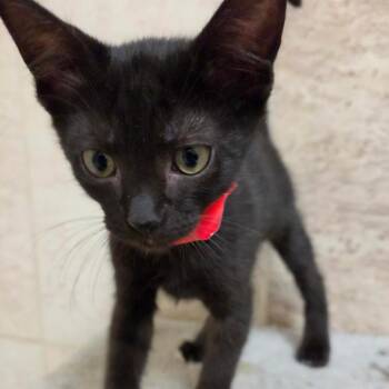 Gabriel -  Domestic Medium Hair Cat for Adoption in San Antonio, Texas - Gabriel | PetCurious