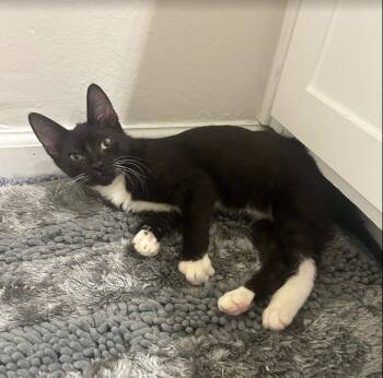 Domestic Short Hair Cats Available for Adoption - Buddy | PetCurious