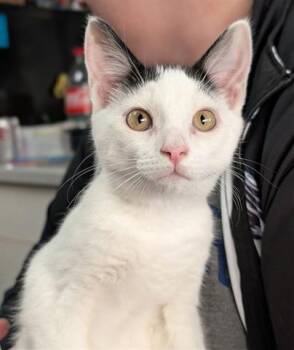 Rescue Domestic Short Hair Cats for Adoption in Canfield, Ohio - AXEL | PetCurious