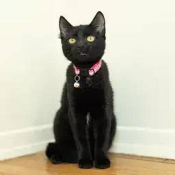 Domestic Short Hair Cats Available for Adoption - Autumn | PetCurious