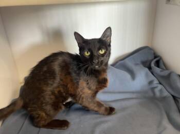 Gracie -  Domestic Short Hair Cat for Adoption in Bolivar, Missouri - Gracie | PetCurious