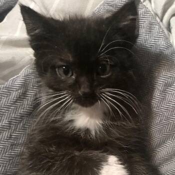 Domestic Short Hair Cats Available for Adoption in Midland, Texas - FWT Jewels | PetCurious