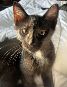 Pumpkin aka Shadow -  Domestic Short Hair Cat for Adoption in Plymouth, Michigan - Pumpkin Aka Shadow | PetCurious
