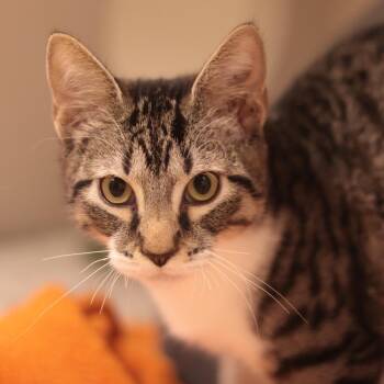 Roofus -  Domestic Short Hair Cat for Adoption in Philadelphia, Pennsylvania - Roofus | PetCurious