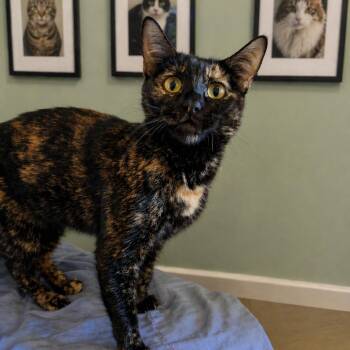 Domestic Short Hair Cats Available for Adoption in Hemet, California - May | PetCurious