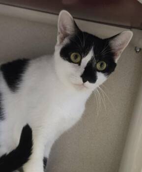 May -  Domestic Short Hair Cat for Adoption in East Brookfield, Massachusetts - May | PetCurious