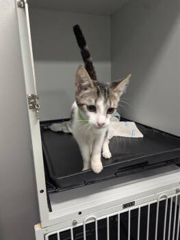 Rescue Domestic Short Hair Cats for Adoption in Brunswick, Georgia - NAMOR | PetCurious