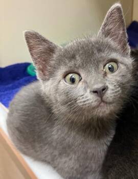 Zirconia -  Domestic Short Hair Cat for Adoption in Christiansburg, Virginia - Zirconia | PetCurious