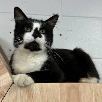 Fig Newton -  Domestic Long Hair Cat for Adoption in Dayton, Ohio - Fig Newton | PetCurious